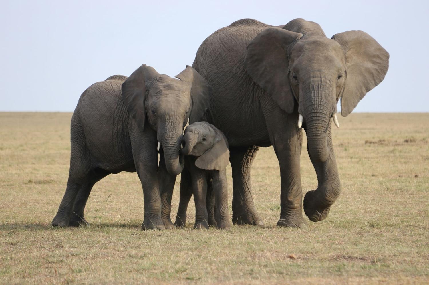 Elephants play a pivotal role in maintaining ecological equilibrium (David Heiling/Unsplash)